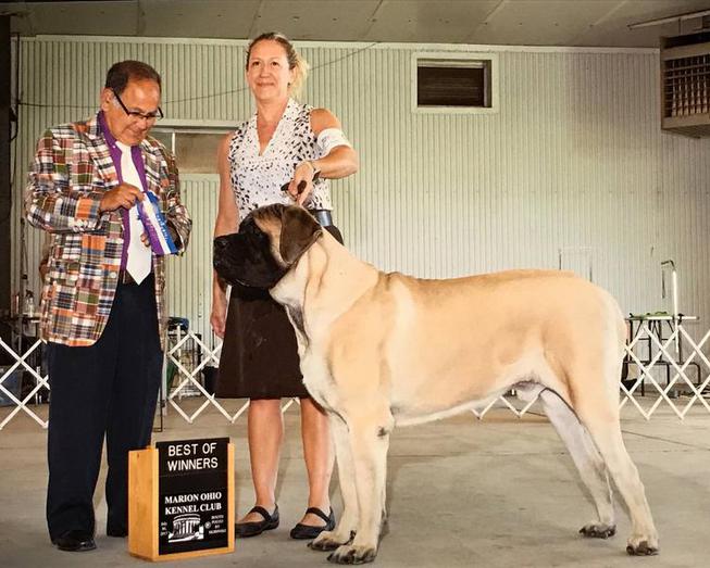 Midknight Mastiffs, Home Multiple Champions Masiff Puppies to homes
